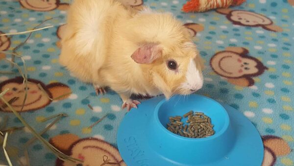 STAYbowl Tip-Proof Ergonomic Pet Bowl for Guinea Pig and Other Small Pets; 1/4-Cup Size; Sky Blue - Image 7