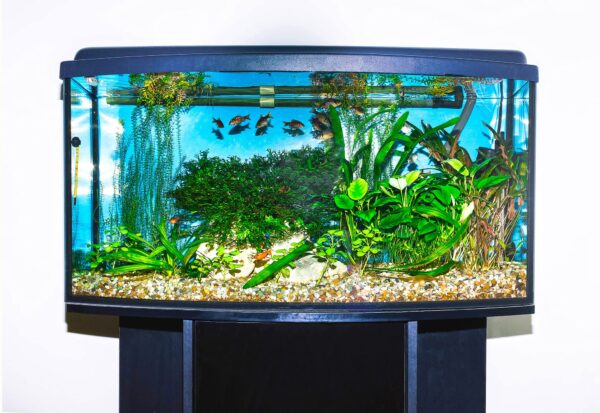 (3 Pack) Hikari 8.8-Ounce Cichlid Excel Floating Pellets for Pets, Medium - Image 6
