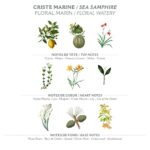 Panier des Sens - Liquid Hand Soap ? Sea Samphire Hand Wash - French Marseille Moisturizing Hand Soap with Coconut Oil - Refillable Kitchen & Bathroom Hand Soap - 97% Natural Ingredients -16.9 Fl.oz - Image 3