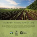 Gaia Herbs Rhodiola Rosea - Stress Support Supplement Traditionally for Supporting Healthy Stamina and Endurance - With Siberian Rhodiola Root Extract - 120 Vegan Liquid Phyto-Capsules (60-Day Supply) - Image 8