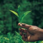 Palais des Th?s - Th? des Alizes - Premium Gourmet Green Tea with White Peach, Kiwi, Watermelon, and Flower Petals - 20 Count Biodegradable Tea Bags Box - Image 6