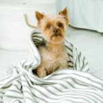 Earthbath Hypoallergenic Dog Shampoo ? Pet Shampoo for Sensitive Skin & Allergies, Made in USA ? Fragrance Free, 16 oz (Pack of 1) - Image 5