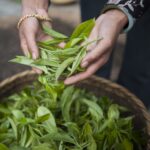 Palais des Th?s - Grand Jasmine Chung Feng - Fine Premium Gourmet Vegan Green Tea - 20 Count Biodegradable Tea Bags Box - Image 6