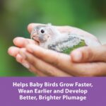 Kaytee Exact Handfeeding - Baby Bird 18 oz, Instant Formula - Image 6