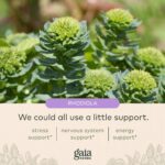 Gaia Herbs Adrenal Health Daily Support - with Ashwagandha, Holy Basil & Schisandra - Herbal Supplement to Help Maintain Healthy Energy and Stress Levels - 120 Liquid Phyto-Capsules (120 Count) - Image 5