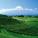 Palais des Th?s - Grand Jasmine Chung Feng - Fine Premium Gourmet Vegan Green Tea - 20 Count Biodegradable Tea Bags Box - Image 5