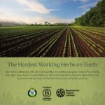 Gaia Herbs Adrenal Health Daily Support - with Ashwagandha, Holy Basil & Schisandra - Herbal Supplement to Help Maintain Healthy Energy and Stress Levels - 120 Liquid Phyto-Capsules (120 Count) - Image 8